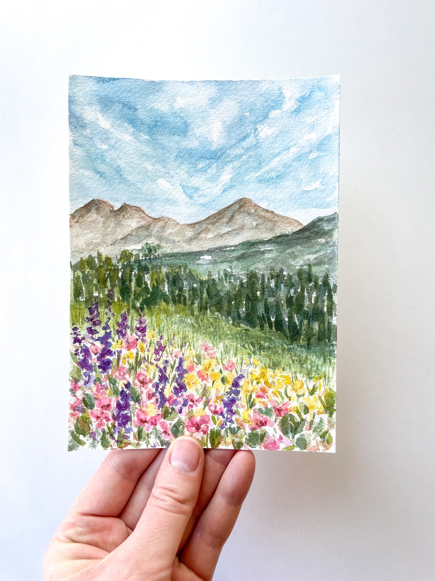 Albion Meadows