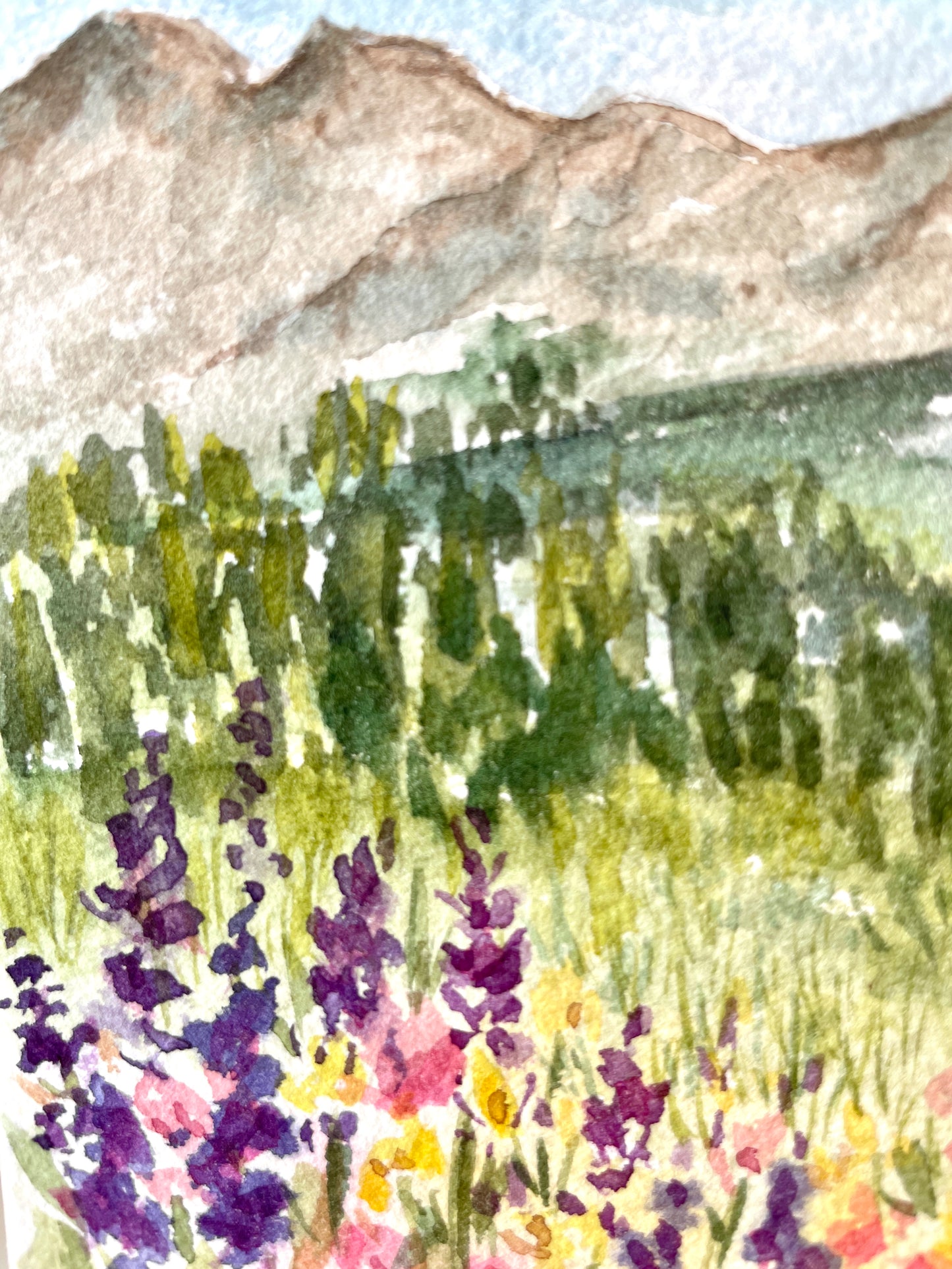 Albion Meadows